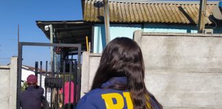 PDI rescata a nueve perros desde vivienda en Quilpué