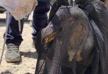 TRABAJO CONJUNTO DE DIVERSOS ORGANISMOS Y REPARTICIONES PERMITIÓ RESCATE DE CÓNDOR