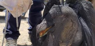 TRABAJO CONJUNTO DE DIVERSOS ORGANISMOS Y REPARTICIONES PERMITIÓ RESCATE DE CÓNDOR