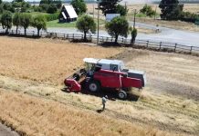Kauke: la primera trilla de alfalfa chilena marca un hito en la producción forrajera