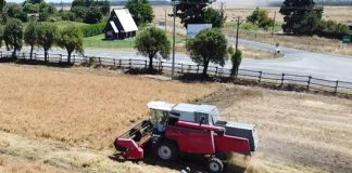 Kauke: la primera trilla de alfalfa chilena marca un hito en la producción forrajera