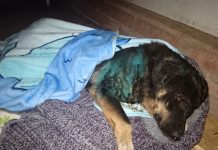 Atacan brutalmente a perrito comunitario en Calle Larga