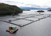 Último trimestre sin efecto arancel: Exportaciones de salmón alertan sobre estancamiento de la industria entre enero y marzo 2025