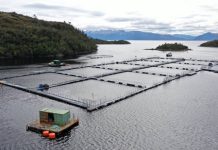 Último trimestre sin efecto arancel: Exportaciones de salmón alertan sobre estancamiento de la industria entre enero y marzo 2025