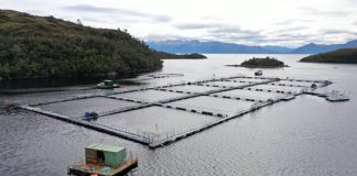 Último trimestre sin efecto arancel: Exportaciones de salmón alertan sobre estancamiento de la industria entre enero y marzo 2025