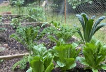 Huertas urbanas en otoño: un ciclo de regeneración, cultivo y preparación para el invierno