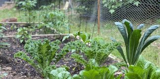 Huertas urbanas en otoño: un ciclo de regeneración, cultivo y preparación para el invierno