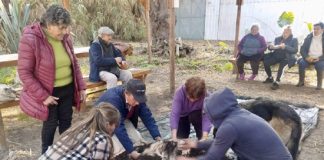 Usuarios de PRODESAL Rinconada participaron en gira técnica a predio orgánico en Panquehue