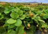 INIA, SAG y FIA: Invitan a capacitación sobre manejo sustentable de la frutilla en Santo Domingo, Región de Valparaíso