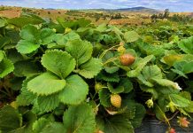 INIA, SAG y FIA: Invitan a capacitación sobre manejo sustentable de la frutilla en Santo Domingo, Región de Valparaíso