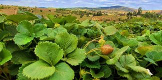 INIA, SAG y FIA: Invitan a capacitación sobre manejo sustentable de la frutilla en Santo Domingo, Región de Valparaíso