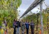 Instalan sistema agrivoltaico en huerto de cerezos del Maule para enfrentar la crisis hídrica y climática