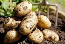 Productores de papa de La Araucanía participan en gira técnica a Chiloé para mejorar productividad