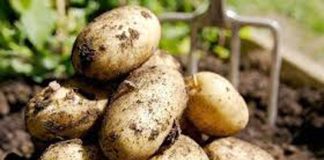 Productores de papa de La Araucanía participan en gira técnica a Chiloé para mejorar productividad