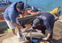 Monitoreo confirma sobreexplotación de especies clave en Rapa Nui