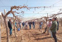Día de campo en Agrícola Frontera presentó tecnologías para un riego eficiente en uva de mesa