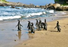 Pingüinos de Magallanes regresan a su hogar: exitosa reinserción en Isla Cachagua tras proceso de rehabilitación