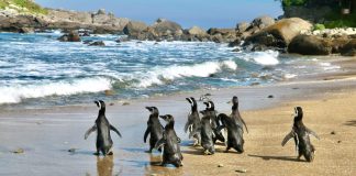 Pingüinos de Magallanes regresan a su hogar: exitosa reinserción en Isla Cachagua tras proceso de rehabilitación