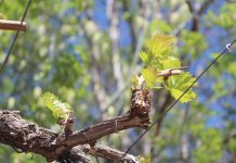 Agricultores se capacitan en eficiencia de equipos de riego