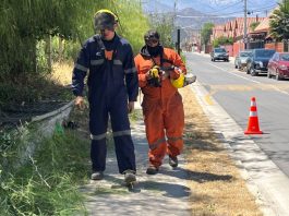 Avanza el plan de desmalezado en Los Andes: más de 50 mil metros cuadrados intervenidos