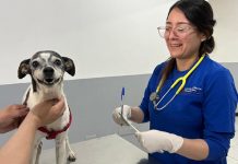 Clínica Veterinaria Municipal de Los Andes realizó operativo gratuito de vacunación canina