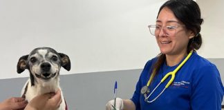 Clínica Veterinaria Municipal de Los Andes realizó operativo gratuito de vacunación canina