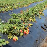 Científicos INIA avanzan en el desarrollo de un sistema de preservación biológico para la calidad de la frutilla