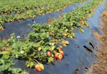 Científicos INIA avanzan en el desarrollo de un sistema de preservación biológico para la calidad de la frutilla