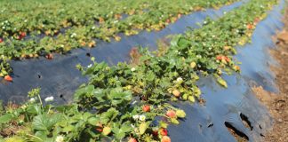 Científicos INIA avanzan en el desarrollo de un sistema de preservación biológico para la calidad de la frutilla