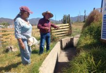 EN NOGALES MEJORAN CANAL LA PALMA QUE FORTALECE SEGURIDAD DE RIEGO PARA AGRICULTORES DEL SECTOR