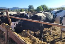 Riego de precisión y drones: salto tecnológico para una ganadería más competitiva