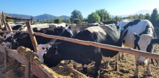 Riego de precisión y drones: salto tecnológico para una ganadería más competitiva