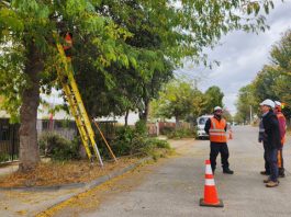 Seremi de Energía verifica faenas de poda preventiva en Concón y La Ligua junto a empresas distribuidoras