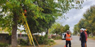 Seremi de Energía verifica faenas de poda preventiva en Concón y La Ligua junto a empresas distribuidoras