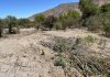 Tras oficio de diputada Bello, CONAF confirma tala de bosque nativo en sector La Estancilla de Llay-Llay