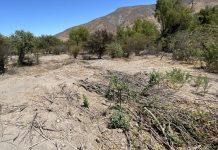 Tras oficio de diputada Bello, CONAF confirma tala de bosque nativo en sector La Estancilla de Llay-Llay