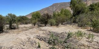 Tras oficio de diputada Bello, CONAF confirma tala de bosque nativo en sector La Estancilla de Llay-Llay