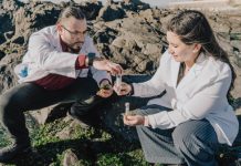 Investigador desarrolla bebida con propiedades pre y probióticas hecha con algas chilenas para la salud intestinal