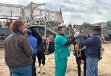 Municipalidad de Calle Larga impulsa programa piloto de Mejoramiento Genético en Caballos Chilenos