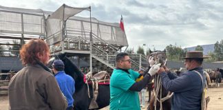 Municipalidad de Calle Larga impulsa programa piloto de Mejoramiento Genético en Caballos Chilenos