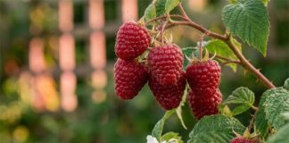 Programa Araucanía Frutícola GORE-INIA fortalece la gestión técnico-económica de productores regionales