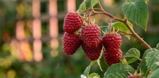 Programa Araucanía Frutícola GORE-INIA fortalece la gestión técnico-económica de productores regionales