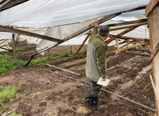 INDAP destina más de $350 millones a la recuperación productiva de agricultores afectados por sistema frontal en la región de Valparaíso