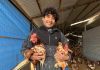 Con energías renovables joven de Llay Llay mejoró su producción de huevos