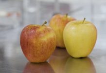 Innovación USM transforma la manzana en un snack de etiqueta limpia para un envejecimiento saludable