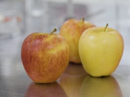 Innovación USM transforma la manzana en un snack de etiqueta limpia para un envejecimiento saludable
